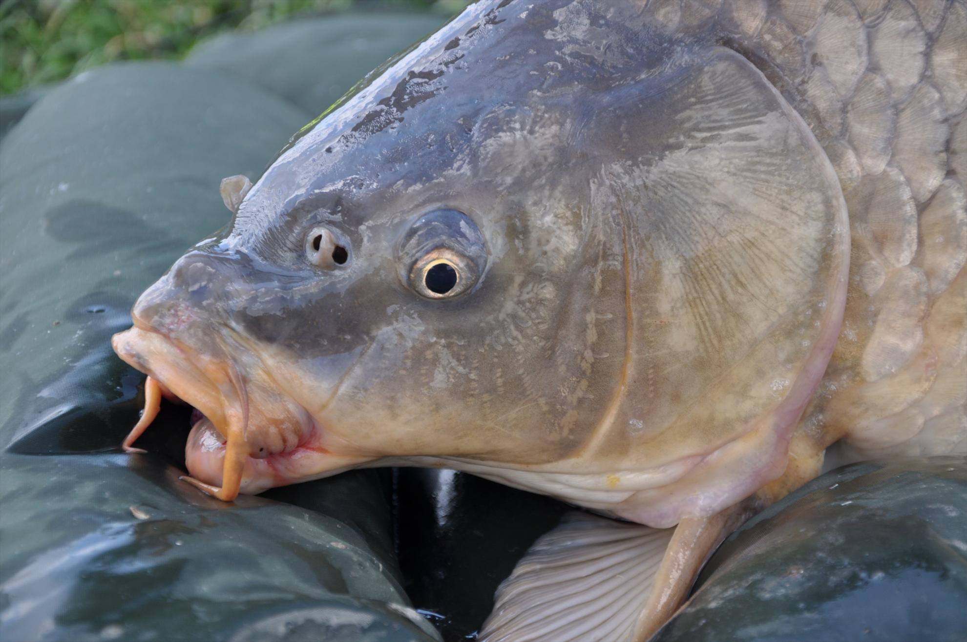 MV 2/2- 09/06/2013 - dsc0036.JPG